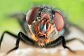 calliphora vomitoria 2